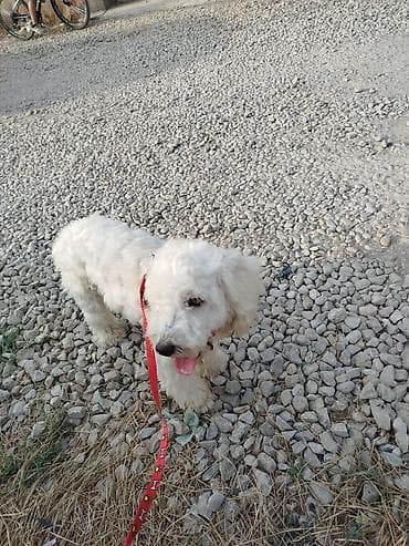 it ucun: Pudel, 8 ay, Erkek, Cütləşmə üçün, Ünvandan götürmə — 7