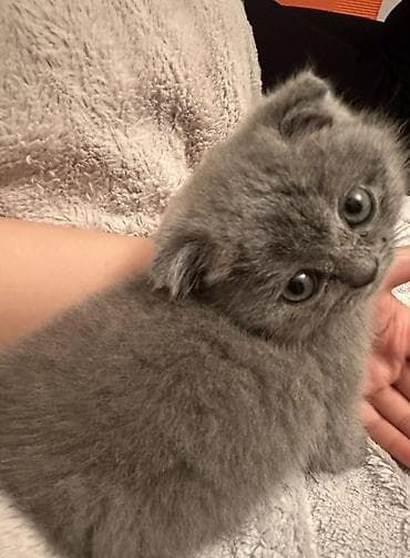 Akvariumlar: Şotland yastı qulaq, Dişi, Yaxşı əllərə, Ünvandan götürmə — 3