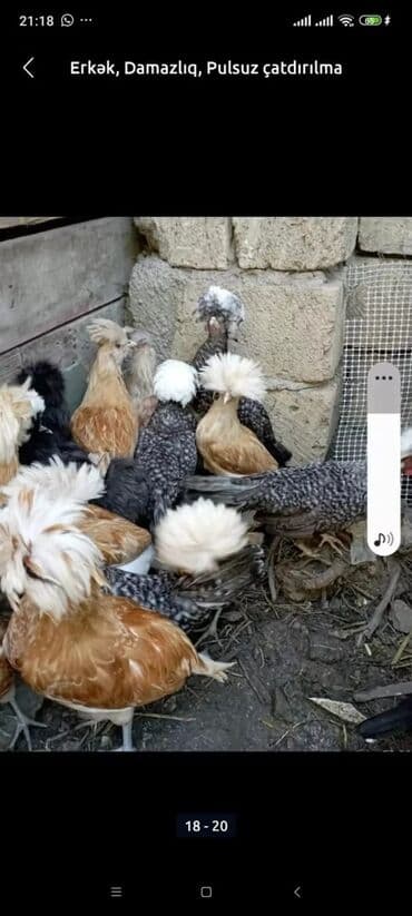 cücə və xoruz: Salam Ayam cemani,,. argenal.yumurtasi,cucesi.colpasi,,xoruzu.toyugu — 17
