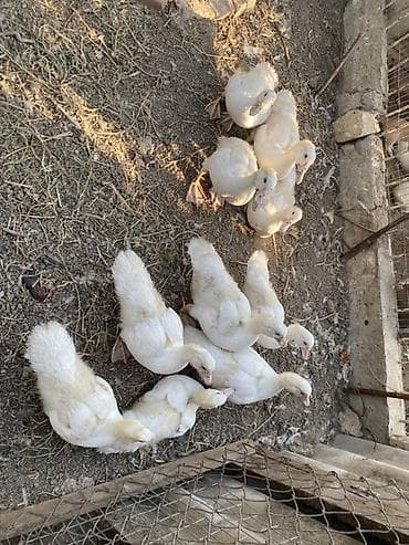goyercin type 1: Muscovy ördəyi (ağ rəng) balaları satılır. Xüsusiyyətlər: - Cins — 3