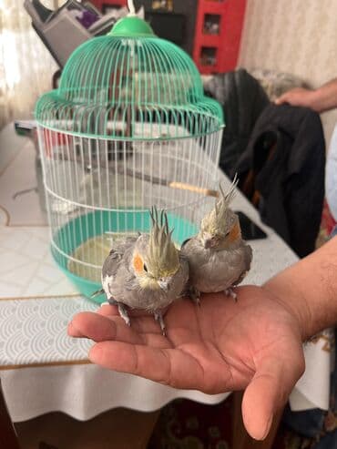 sirin itler: 1 erkək 1 dişi qəfəslə birlikdə verilir su qabı yem qabı hamısı — 4