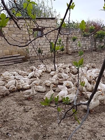 cins heyvanlar: Məhsul: 9 aylıq Pekin ördəkləri Təsvir: - Cins: Pekin - Yaş: 9 aylıq — 2