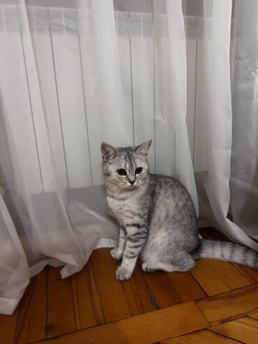 Britan, Dişi, Yaxşı əllərə, Ünvandan götürmə, Ödənişli çatdırılma