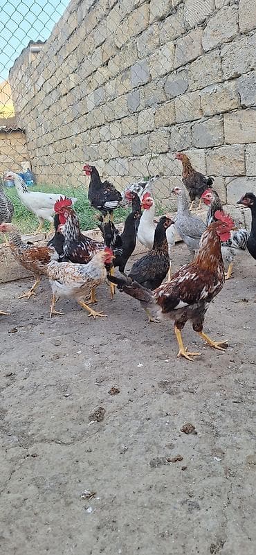 С/х животные и товары: Kend beceleri .Qiymet 11 manat — 2