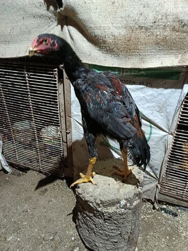 Alfa Romeo: Super heyvanar var — 3