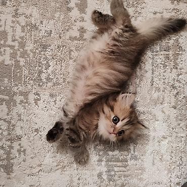 bala keçi: Yumşaq tüklü balaca pişiklər – ev heyvanı axtaranlar üçün ideal seçim! — 2