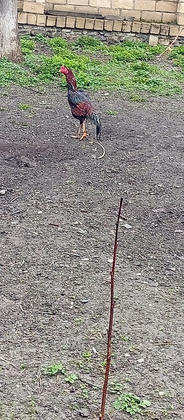 hind toyugu: Toyuq, Damazlıq — 3