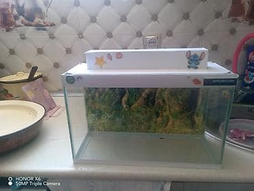 İtlər: Şüşə akvarium Mənzərəli fonu var qiymət sondur - Şəffaf şüşədən — 9