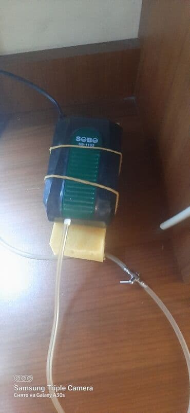 betta balıq: Taxta haşiyəli, şüşə divarlı akvarium. İçərisində istilik — 4