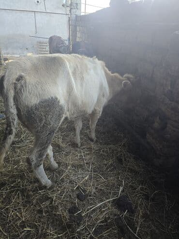 Kok dana - Növ: Yerli cins mal-qara - Cins: Erkək (dana) - Rəng: Açıq