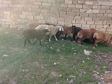 Qoyun sürüsü – qarışıq yerli cinslər - Say: təxminən 9 baş - Rənglər lalafo.az -da Qoyun sürüsü – qarışıq yerli cinslər - Say: təxminən 9 baş - Rənglər