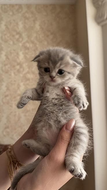 Şinşilla, Erkək, Dişi, Yaxşı əllərə, Ünvandan götürmə, Pulsuz çatdırılma