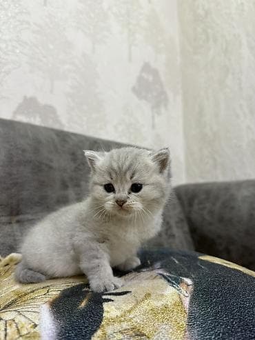 ağ pişik balası: Britan — 1