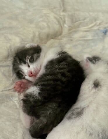 котенок в добрые руки: Самец, В добрые руки — 2