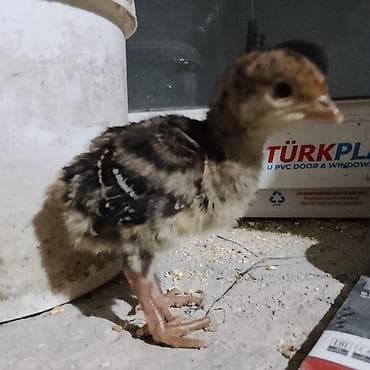 bala pişik ucuz: Hinduşka cücələri, Ətlik — 1