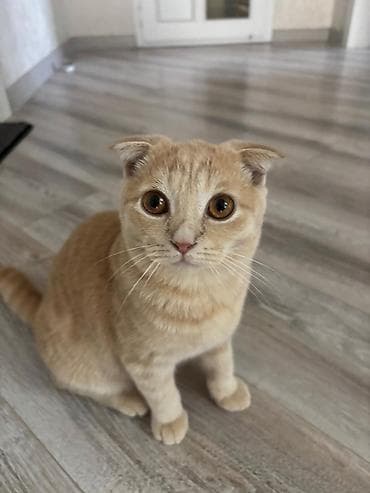 Pişiklər: Şotland yastı qulaq — 3