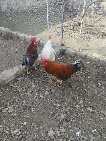 Digər heyvanlar: Xoruz, il: 1, Ünvandan götürmə — 1