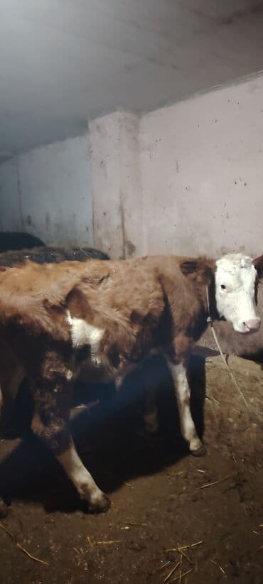 4.5 aylig super simental disi danadi damazlig — 3