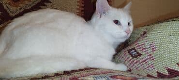 maraqli pişik adları: Dişi, Yaxşı əllərə, Ünvandan götürmə — 3