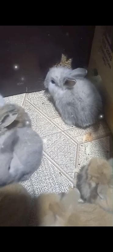 Akvariumlar: Cins ve yerli dovşan balalari. Böyuyen ve boyumeyen. Tek ve top — 3