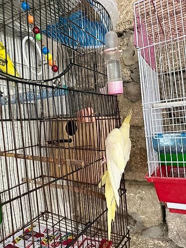 Korella qəfəs yuva munasib qiymete at lalafo.az Korella qəfəs yuva munasib qiymete