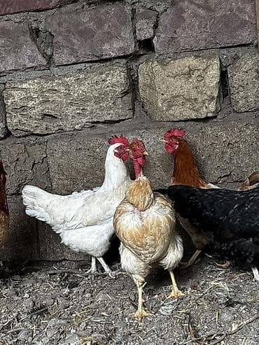 ereb ati satilir: Toyuq, Yumurtalıq — 4