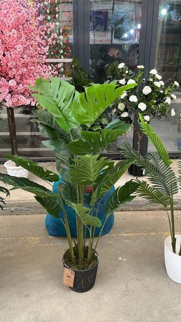 bitki toxumlari: Depodan bir basa satis 70azn baslayan dekarativ suni agaclar topdan — 8