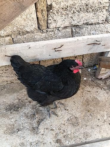 Akvariumlar: Toyuq, Damazlıq — 3