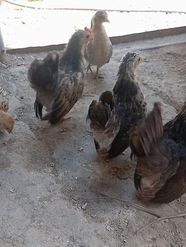 anqus dana satışı: Serama cücələri satılır hamsı sağlam cücələrdi 1beçə 5fərədi — 2
