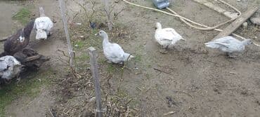 Həm kəsilməli həm də damazlıq original təmiz cins lal ördəklər