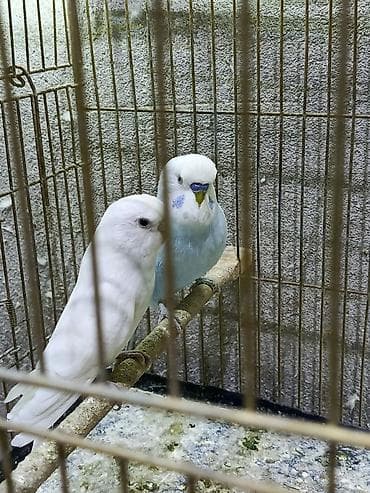 danışan tutuquşu satışı: Cüt volnisti dişi qara göz albinosdu erkey spengel çox qəşəng rəngdə — 6