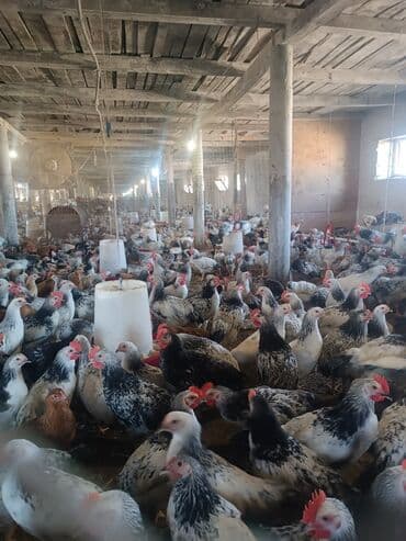 Toyuq, Damazlıq, Ünvandan götürmə