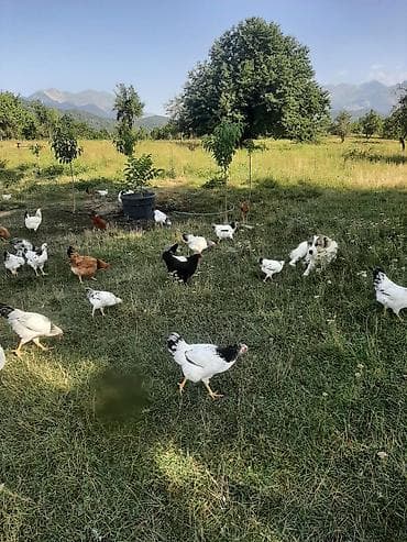 zvanok it cinsi: Ümumi say- 270 200-ə yaxın yumurtaya düşmüş çolpa 1 erkək, 2 dişi — 5