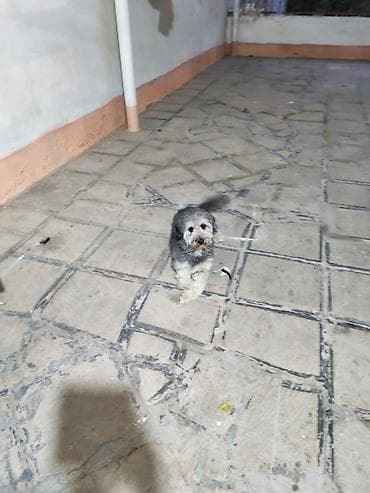 shih tzu stenci: 2 il — 3