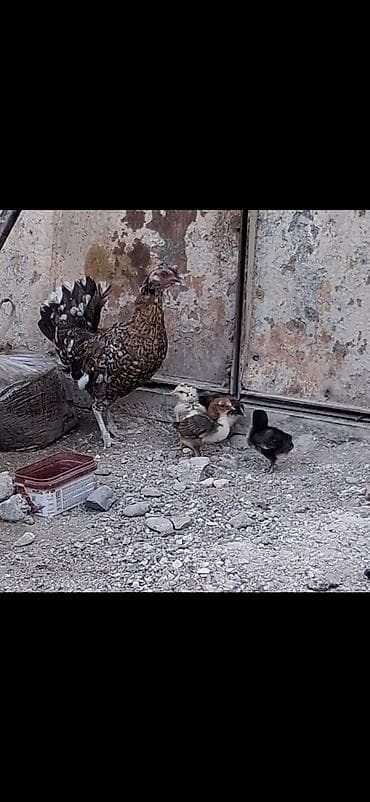 Toyuq cücələri, Damazlıq lalafo.az -da Toyuq cücələri, Damazlıq