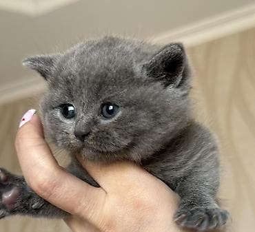 heyvan per page 40: Şotland — 1