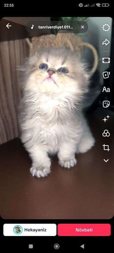 pişik siyam: Şotland yastı qulaq, Erkək — 6