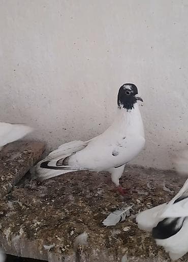 Pişiklər: Tutulma erkey unvan əmircan — 3