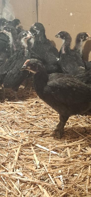 Индюшки: Куриные цыплята, Для разведения — 3