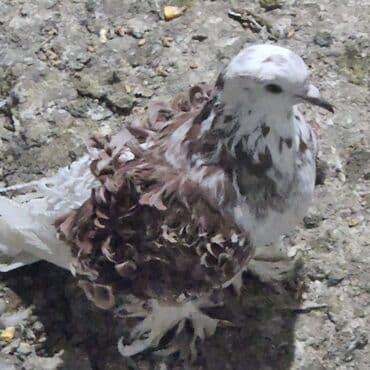 Bəzəkli göyərçin – qıvrım lələkləri ilə nadir görünüş - Növ: bəzək