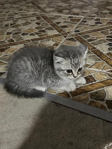 ev heyvan: Tabbi, Yaxşı əllərə — 9