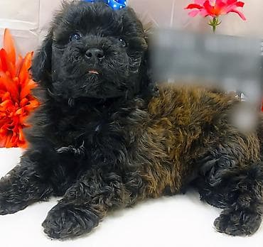 Gəmiricilər: Pudel — 4