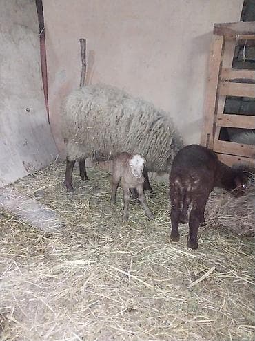 malta balonka: Qoyun və quzular – təsərrüfat üçün hazır sürü - Növ: yerli — 9