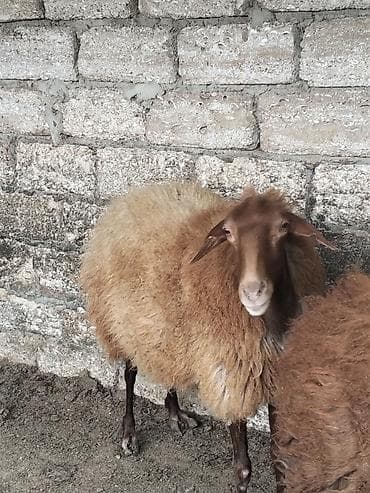 qoyun sortlari: Salam temiz damazlıq heyvanlardır. Toğlu 1 yaşı var qoyun sürməsinə — 8
