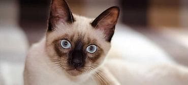 Siam, Erkək, Yaxşı əllərə, Ünvandan götürmə
