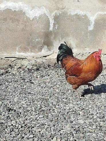 en ucuz at: Salam 10 aylıq sağlam kənd xoruzudur. Həyətdə başqa xoruzlarla yola — 5