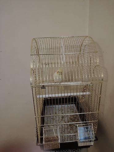 Животные: Korella yeke qefez hamsi bir yerde 100 azn Məhsulun təsviri: - Quş — 4