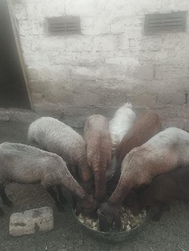 Cəmində 6 qoyun satilir aralarindaki keçi satilmir 4-ü dişidi 2-si — 5
