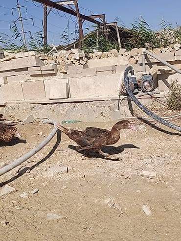 Məhsul: Qaz və ördək sürüsü Təsvir: - Şəkillərdə ağ rəngli qazlardan — 8