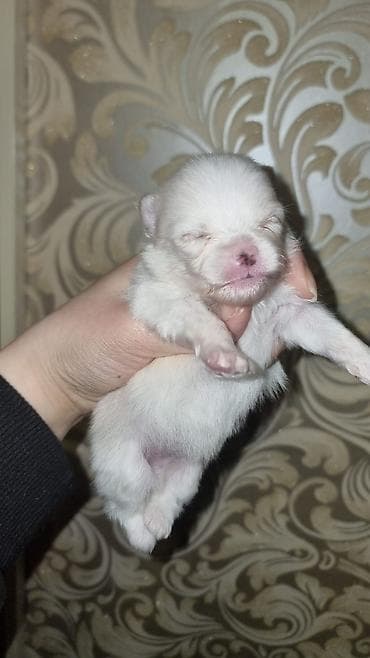 xaski itleri satisi: Şpitz, 1 ay, Erkek, Pulsuz çatdırılma — 2